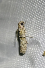 Zamagiria australella