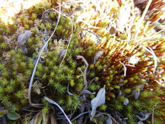 Polytrichum strictum