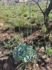 Senecio oxyriifolius