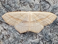 Scopula imitaria