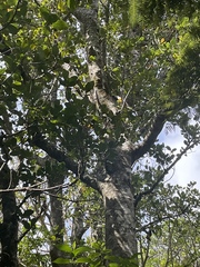 Beilschmiedia tarairi