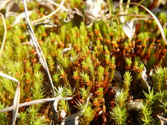 Polytrichum strictum