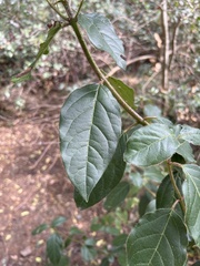 Viburnum
