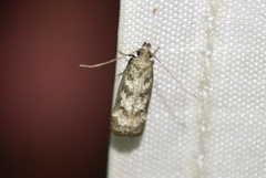 Dichomeris inversella