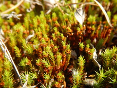 Polytrichum strictum