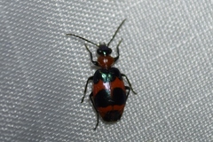 Lebia bitaeniata