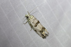 Pelochrista artesiana