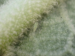 Micantulina stigmatipennis