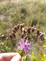 Vernonia baldwinii