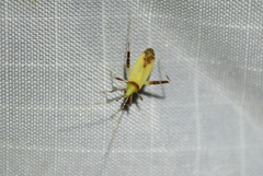 Creontiades rubrinervis