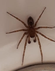 Amaurobius fenestralis