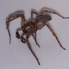 Amaurobius fenestralis