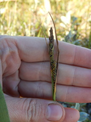 Carex aquatilis stans