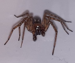 Amaurobius fenestralis