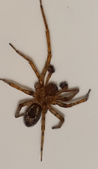 Amaurobius fenestralis