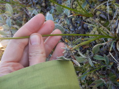 Carex aquatilis stans