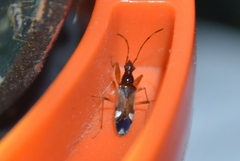 Pseudopamera nitidula