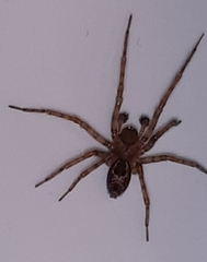 Amaurobius fenestralis