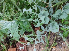 Brassica oleracea
