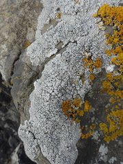 Lecanora gangaleoides