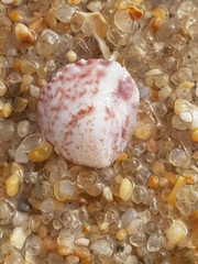 Crepipatella dilatata