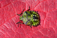 Nezara viridula