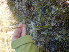 Carex aquatilis stans