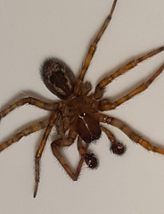 Amaurobius fenestralis