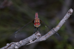 Aethriamanta circumsignata