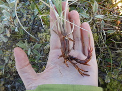 Carex aquatilis stans