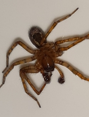 Amaurobius fenestralis