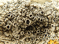 Lecanora gangaleoides