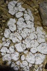 Psora