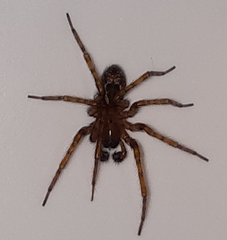 Amaurobius fenestralis