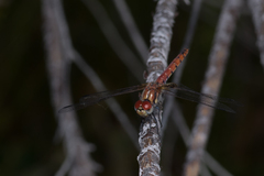 Aethriamanta circumsignata