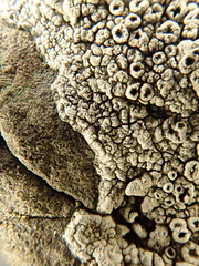 Lecanora gangaleoides