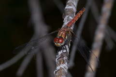 Aethriamanta circumsignata