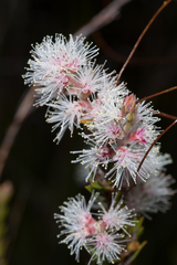 Melaleuca sieberi