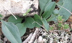 Globularia bisnagarica