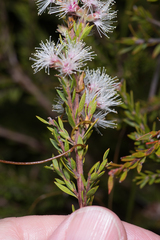 Melaleuca sieberi