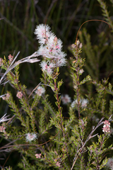 Melaleuca sieberi