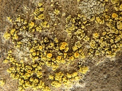 Flavoplaca marina