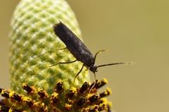 Scythris