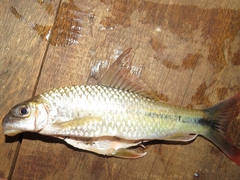 Osteochilus waandersii