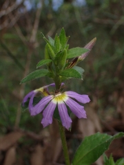 Scaevola aemula