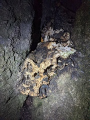 Laetiporus gilbertsonii