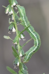 Acontiinae