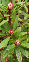 Tasmannia lanceolata