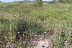 Orchis anthropophora