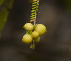 Micromyrtus littoralis